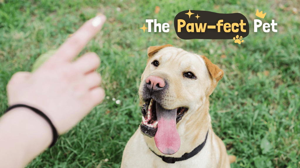 Paw-sitive Beginnings: Shaping Your Dog Into the Perfect Pet Paw-sitive Beginnings: Shaping Your Dog Into the Perfect Pet